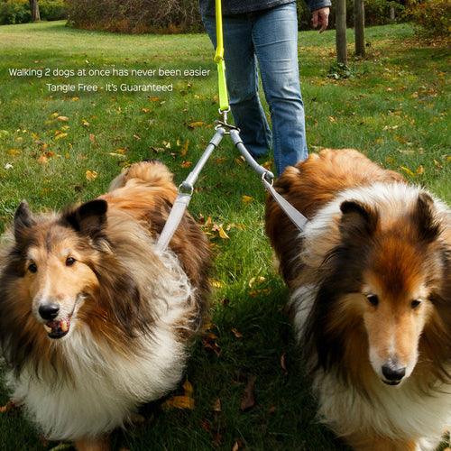 2 Dogs on 1 Leash