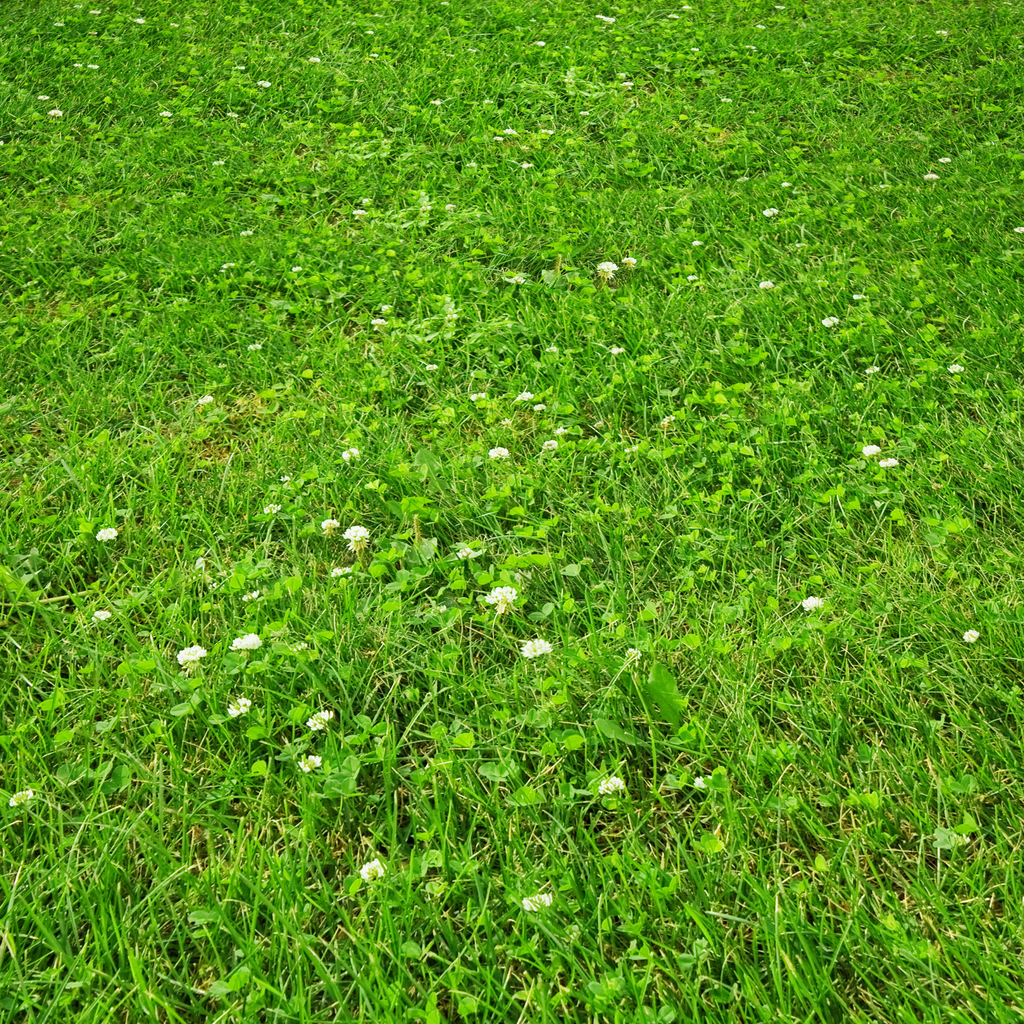 PetLawn™ Dog-Friendly Lawn Mix
