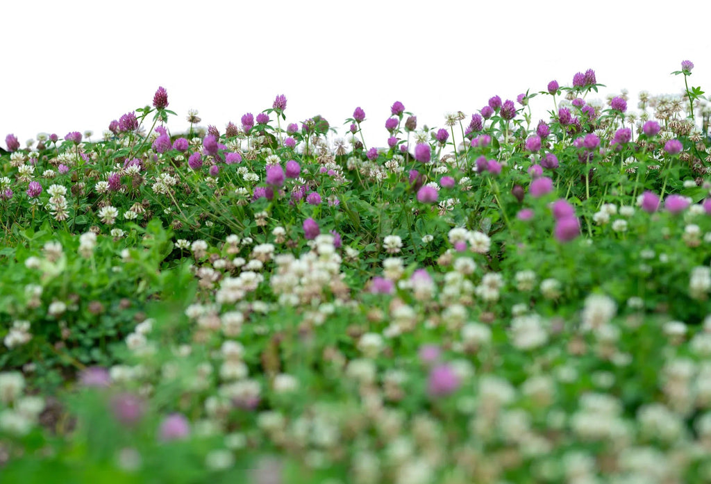 Low Grow™ No-Mow Lawn Mix