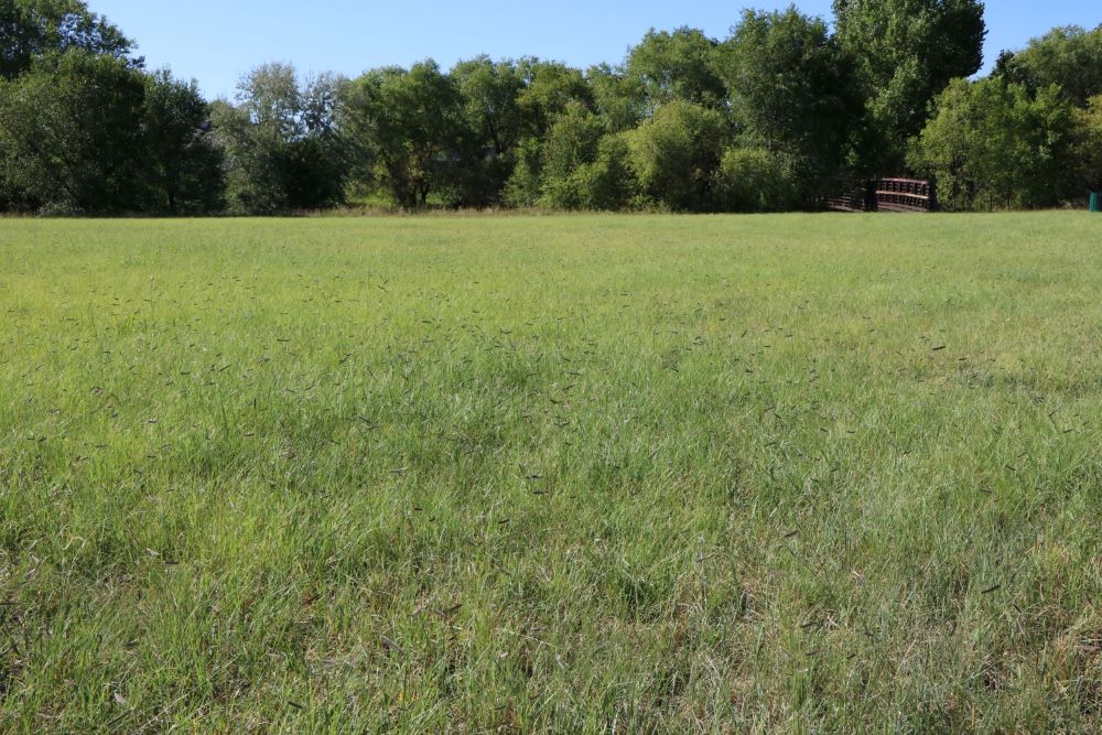 TrueGrass Native Grass Seed - The No Maintenance