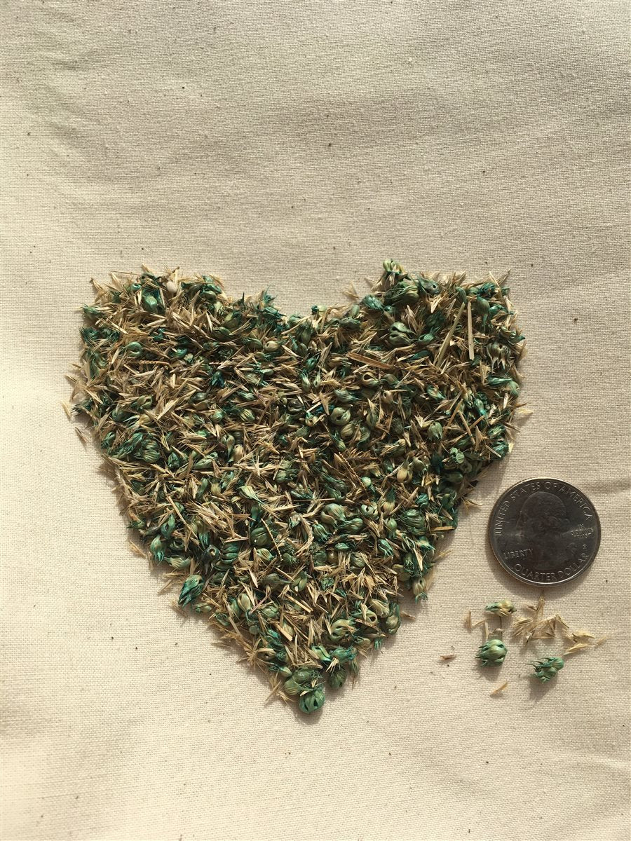TrueGrass Native Grass Seed - The No Maintenance