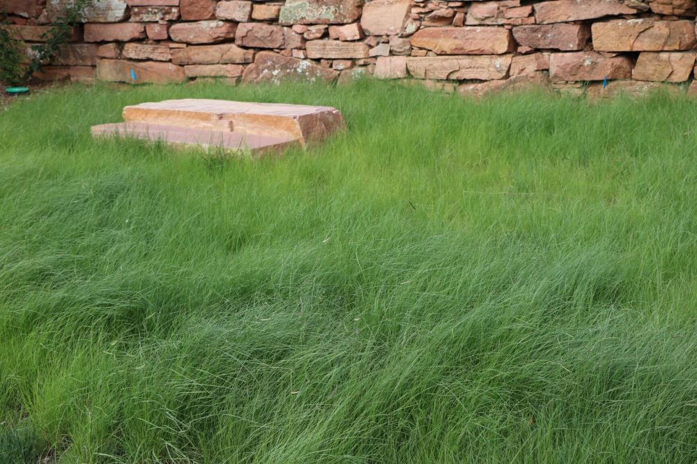 TrueGrass Native Grass Seed - The No Maintenance