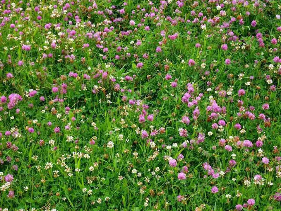 Low Grow™ No-Mow Lawn Mix