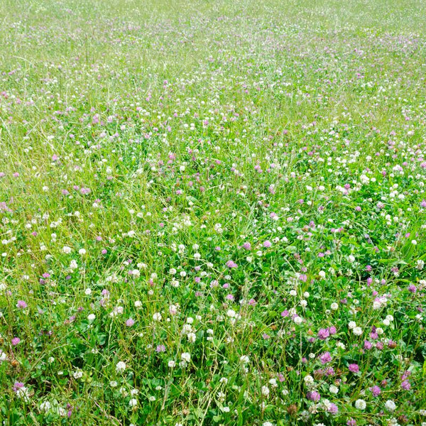 Low Grow™ No-Mow Lawn Mix