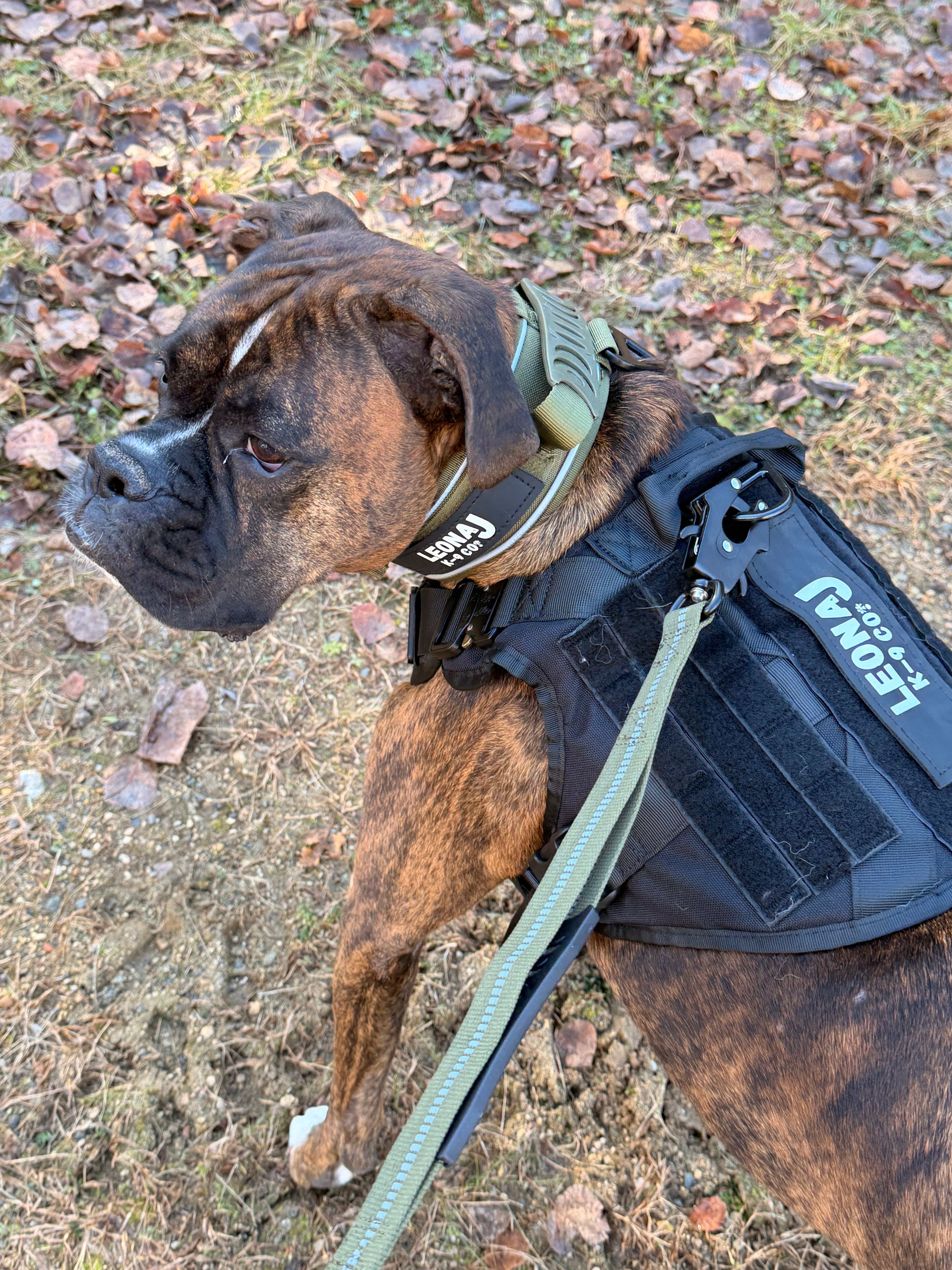 Heavy Duty Quick-Release Bungee Leash