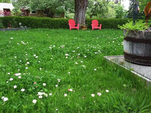 Low Grow™ No-Mow Lawn Mix