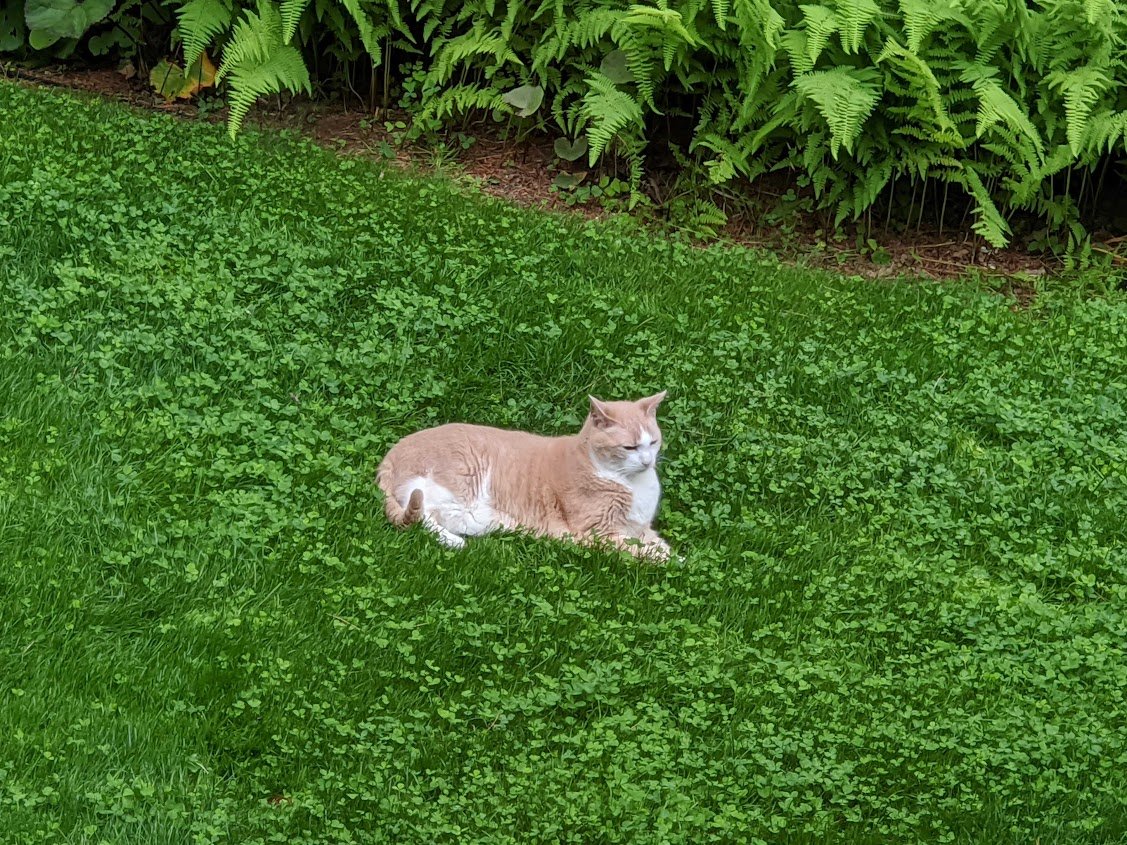 PetLawn™ Dog-Friendly Lawn Mix