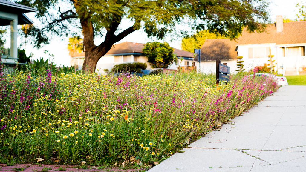 Meadowscaping Mix Alternative Lawn Seed