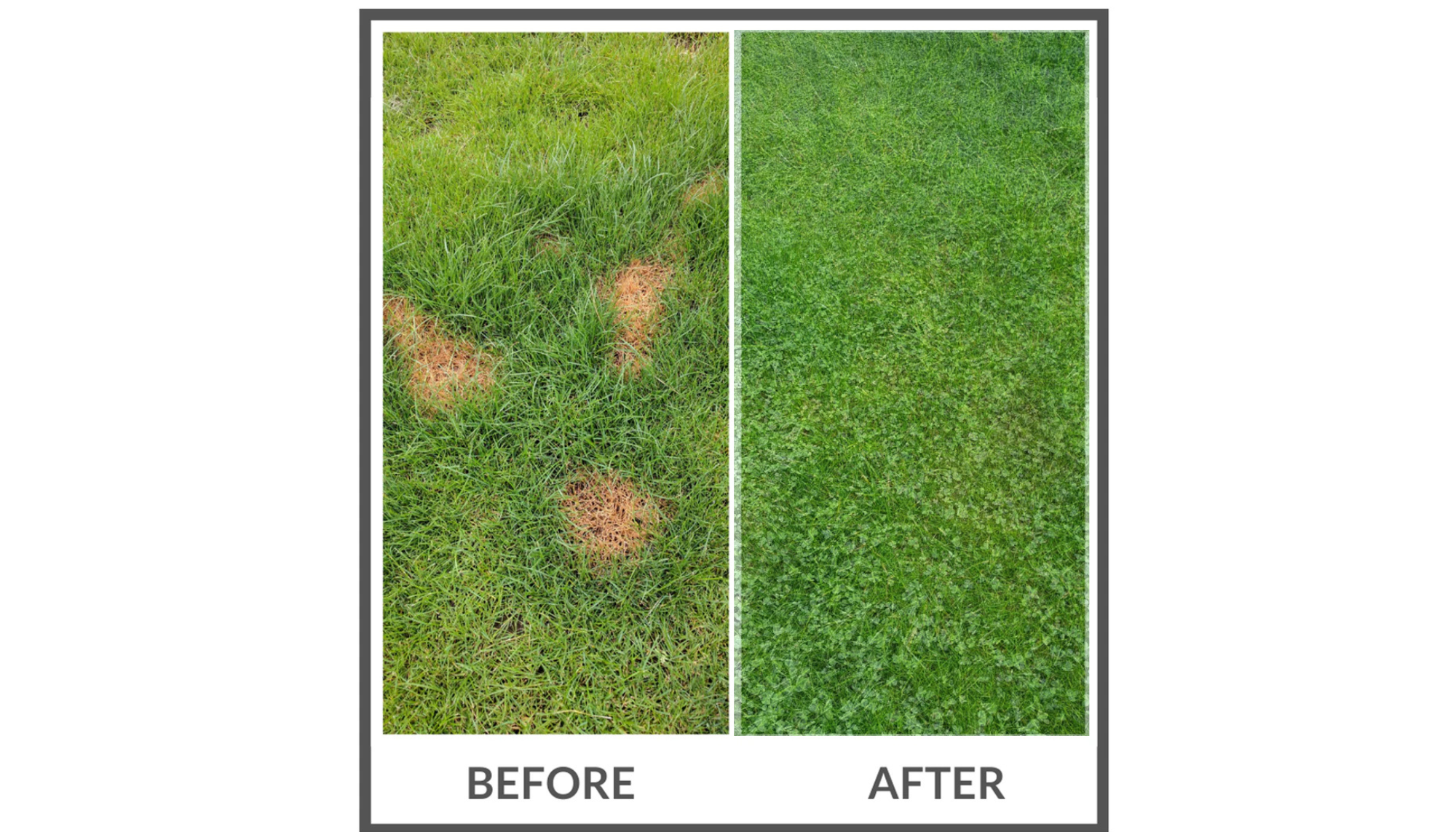 PetLawn™ Dog-Friendly Lawn Mix