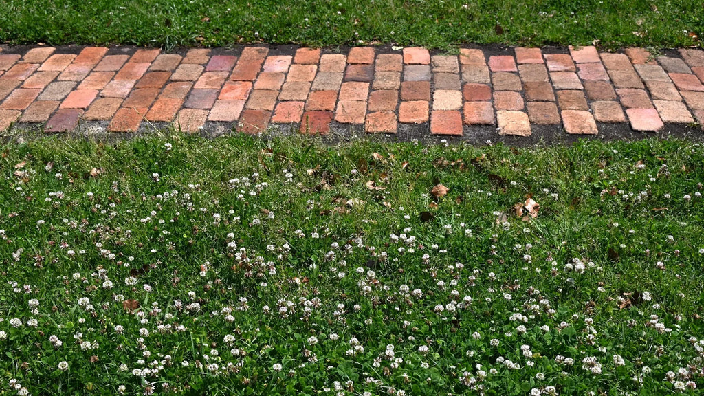 Low Grow™ No-Mow Lawn Mix