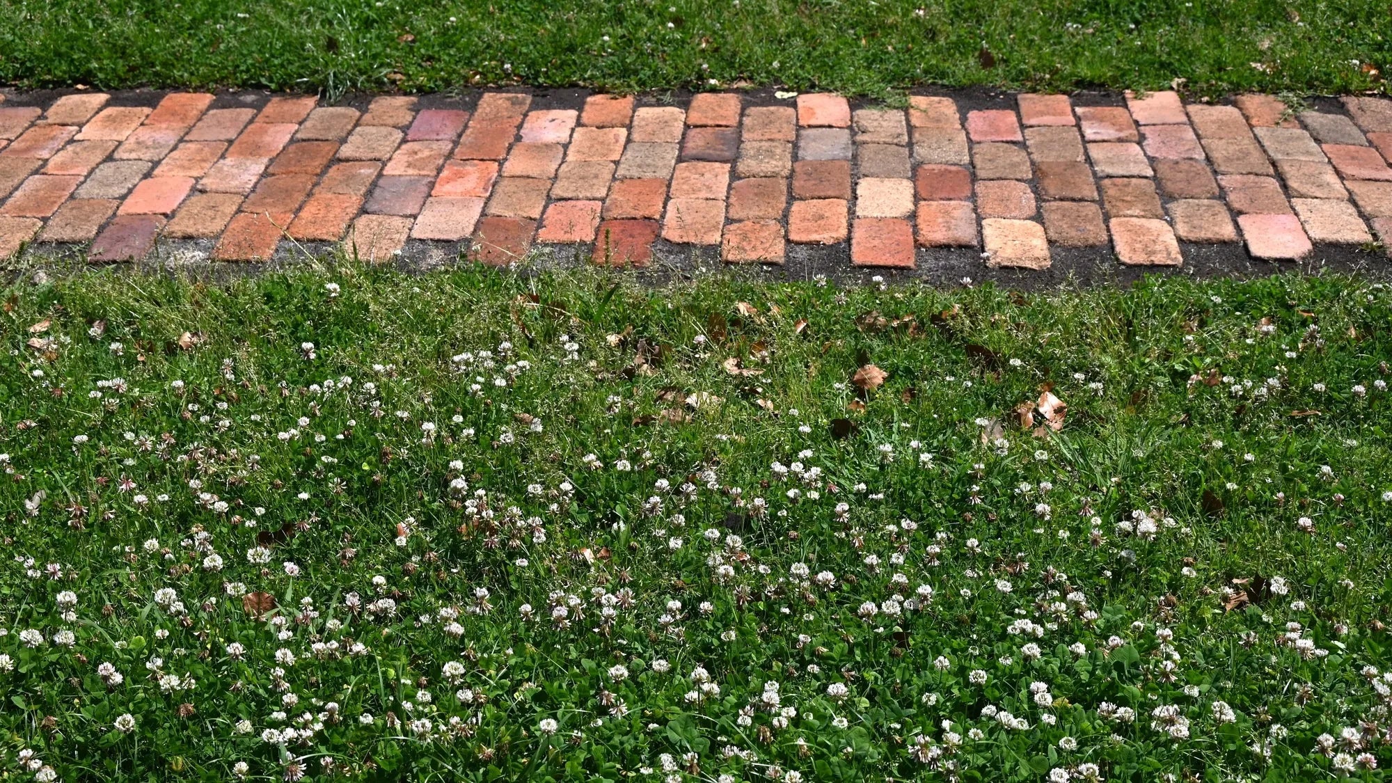Low Grow™ No-Mow Lawn Mix