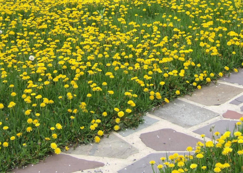 DandiLawn™ Dandelion Lawn Mix