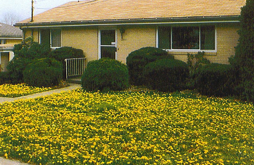 DandiLawn™ Dandelion Lawn Mix