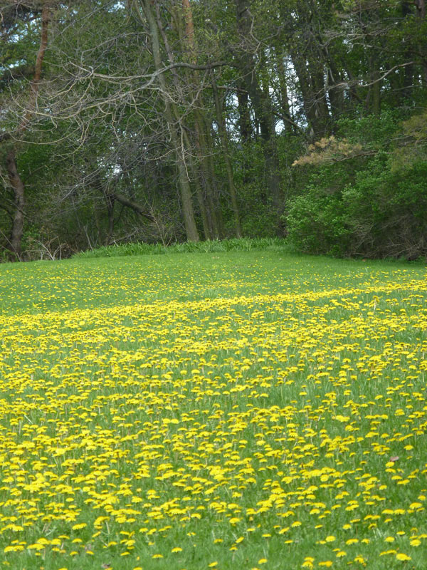 DandiLawn™ Dandelion Lawn Mix