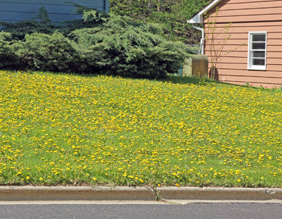 DandiLawn™ Dandelion Lawn Mix