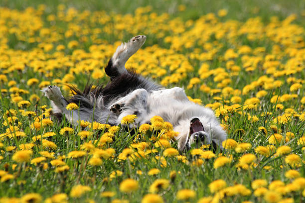 DandiLawn™ Dandelion Lawn Mix