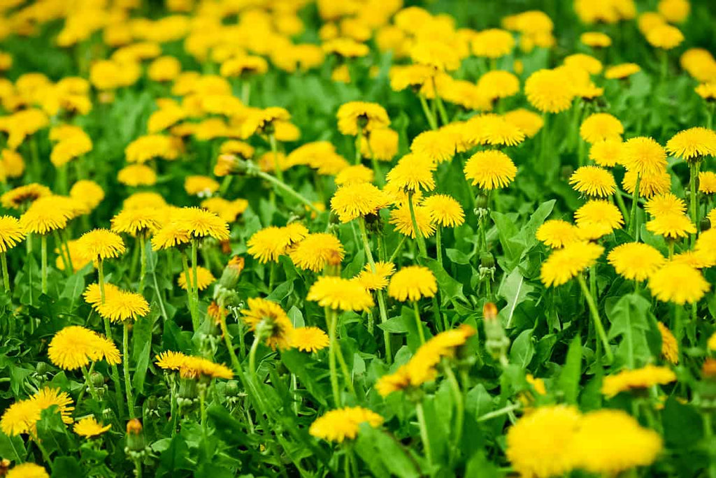 DandiLawn™ Dandelion Lawn Mix