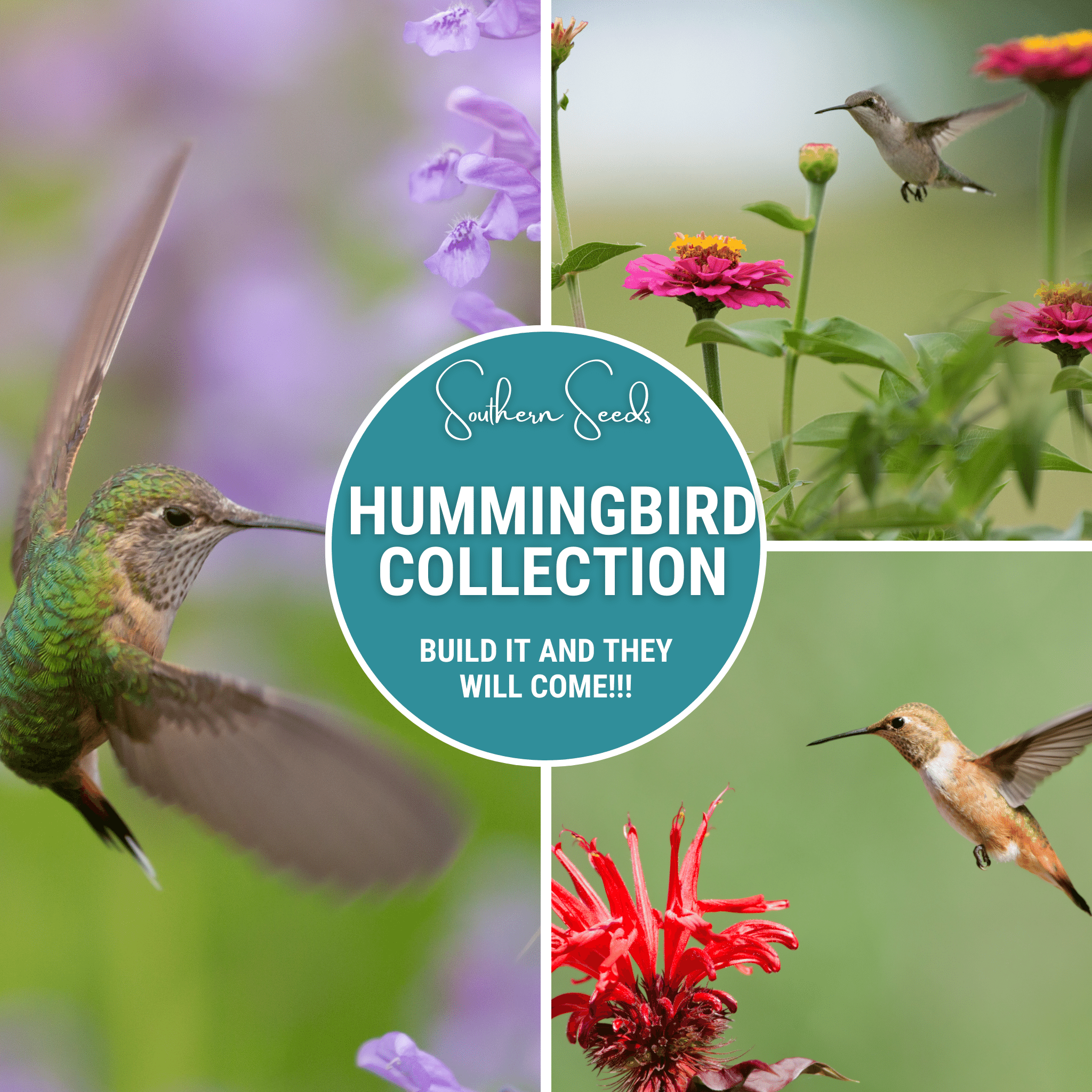 Hummingbird Garden Seed Collection – 10 Varieties