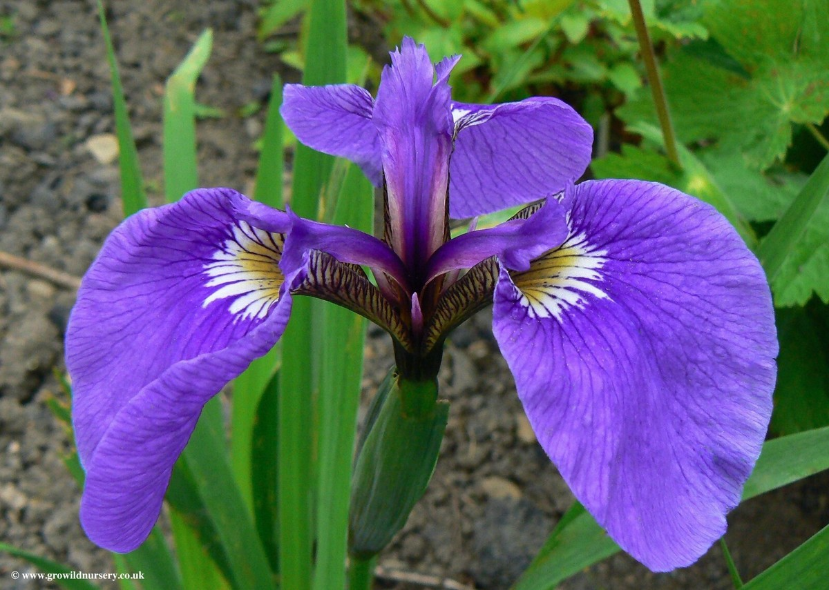 Iris setosa Seeds - 100 Count - Alaska Wild Harvested - Purple-Blue Flowers - Zone 3-9