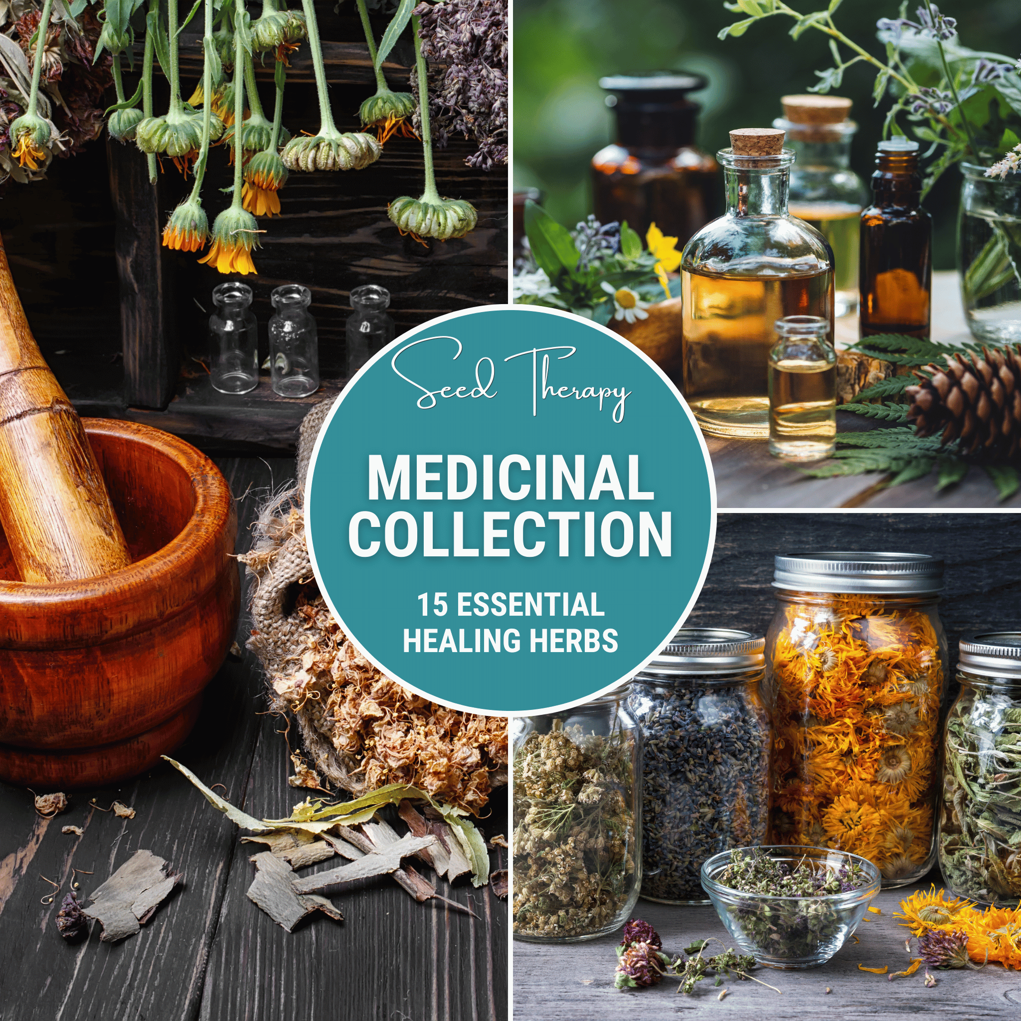 Medicinal Herb Seed Collection – 15 Varieties