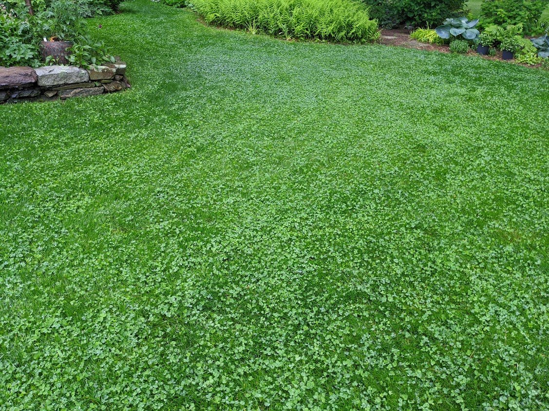 PetLawn™ Dog-Friendly Lawn Mix