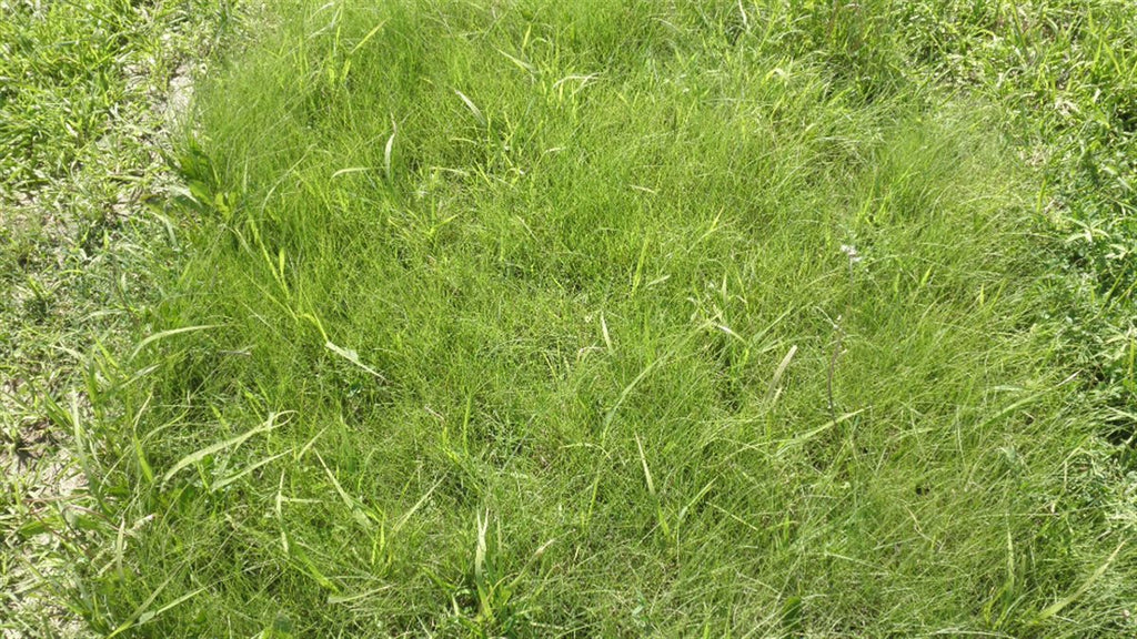 TrueGrass Native Grass Seed - The No Maintenance