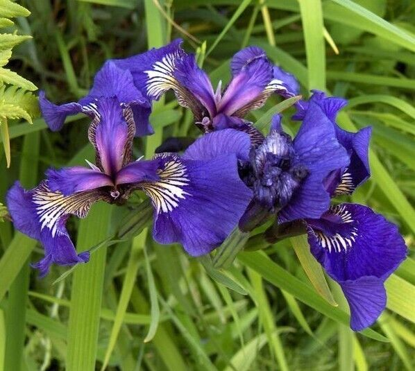 Iris setosa Seeds - 100 Count - Alaska Wild Harvested - Purple-Blue Flowers - Zone 3-9