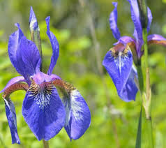 Iris setosa Seeds - 100 Count - Alaska Wild Harvested - Purple-Blue Flowers - Zone 3-9