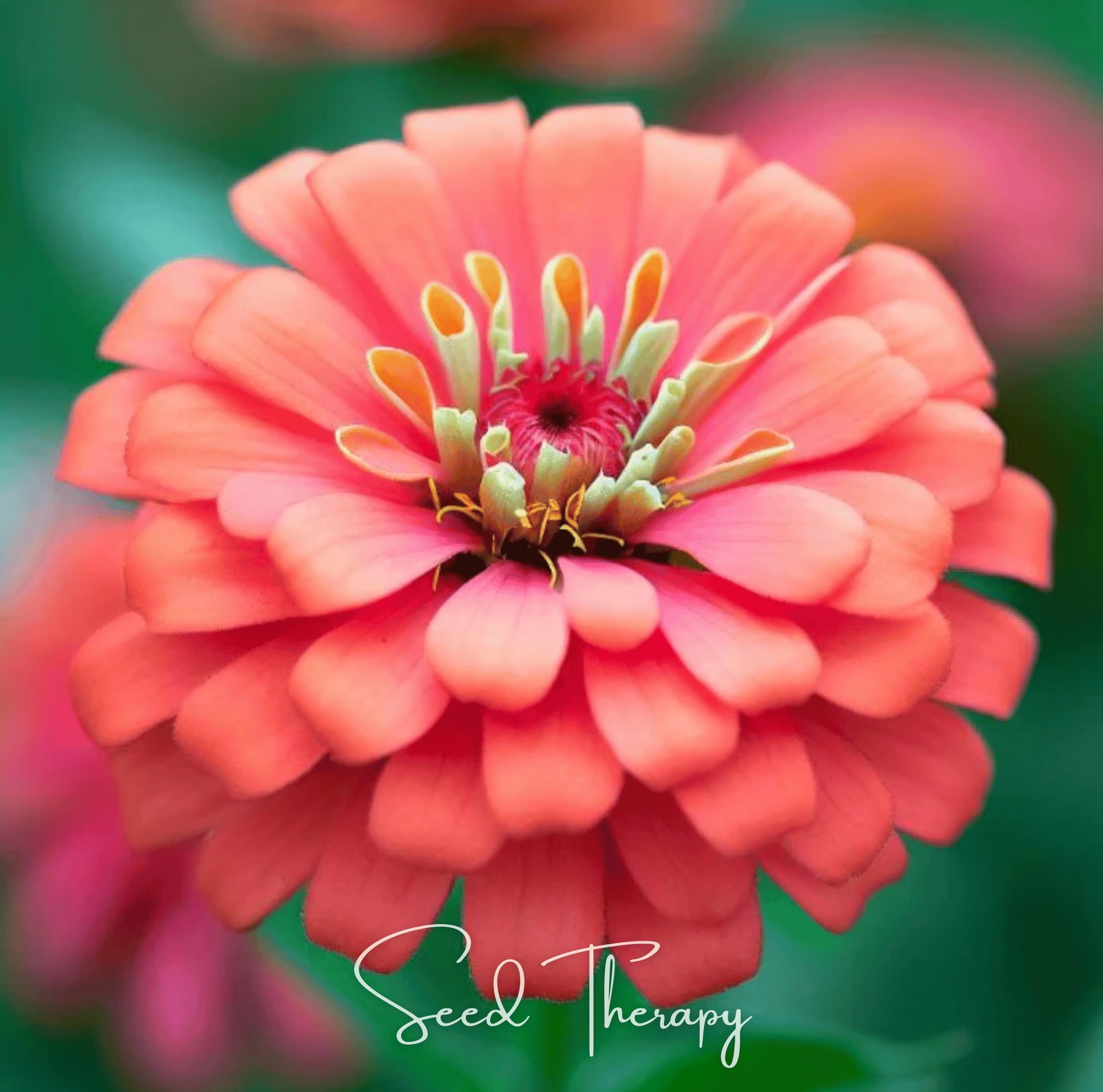 Coral Zinnia – 100 Seeds