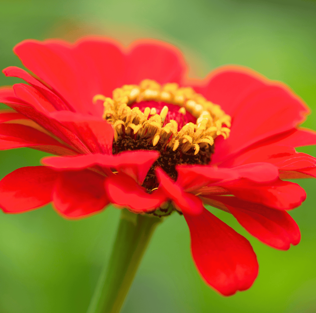Meteor Zinnia – 100 Seeds