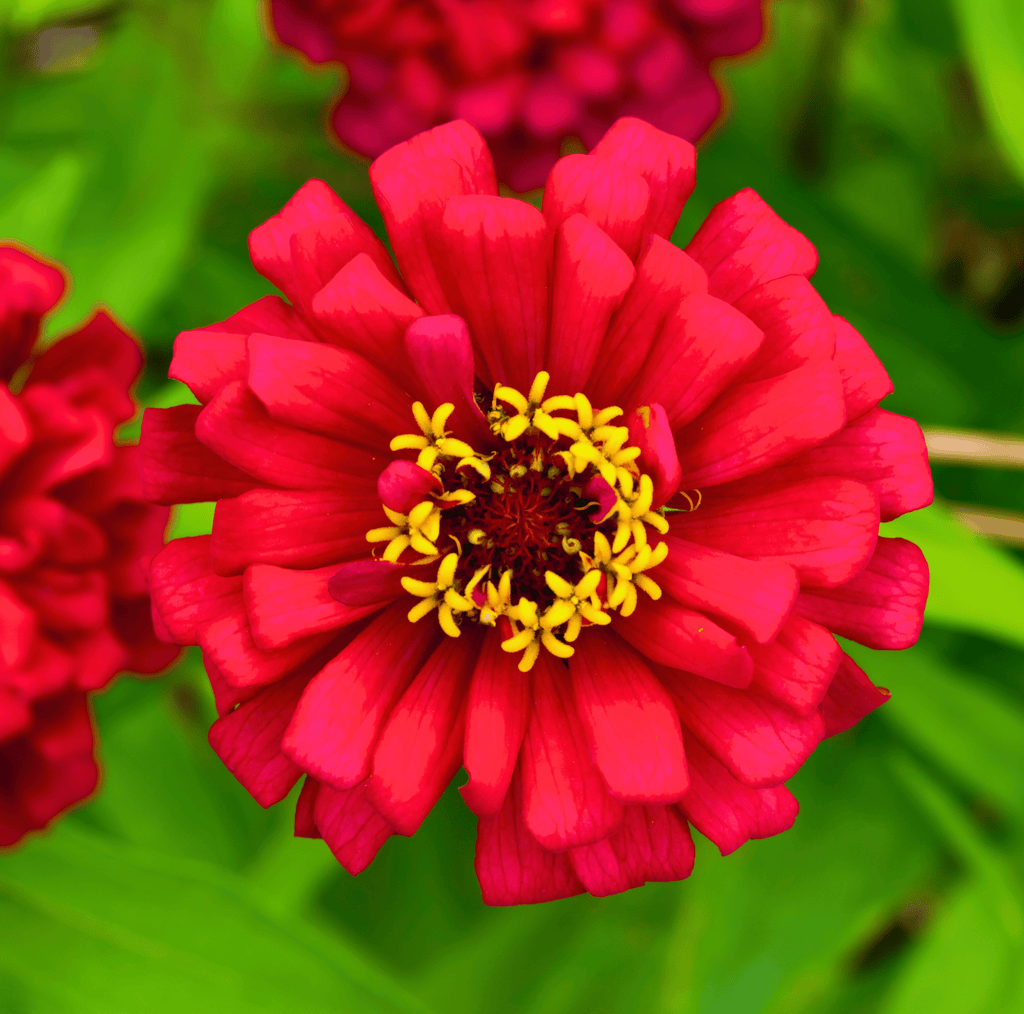 Meteor Zinnia – 100 Seeds